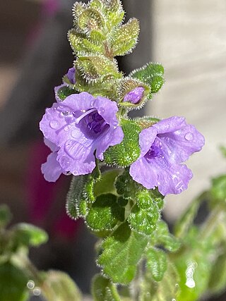 <i>Prostanthera incana</i> Species of flowering plant