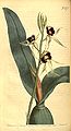 Prosthechea cochleata (as syn. Epidendrum cochleatum) plate 572 in: Curtis's Bot. Magazine (Orchidaceae), vol. 16, (1803)