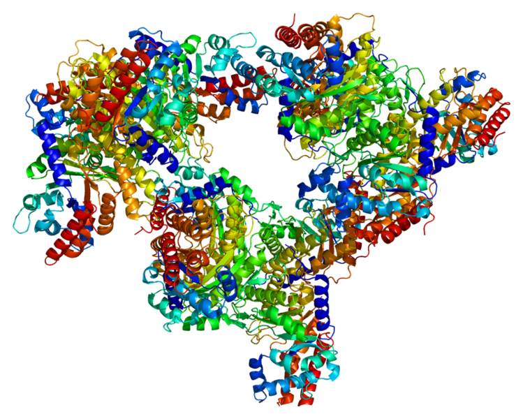 File:Protein ALDOC PDB 1xfb.png