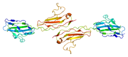 Protein F11R PDB 1nbq.png