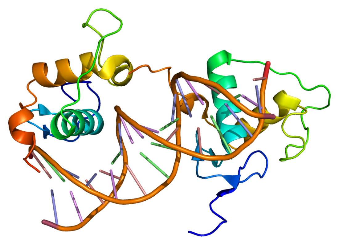 Retinoic acid receptor gamma