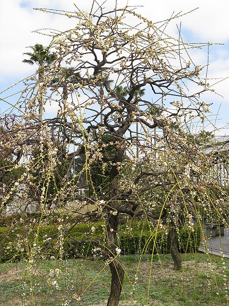 File:Prunus mume 'Pendula'1.jpg