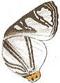 狮埔灰蝶 Pseudaletis leonis