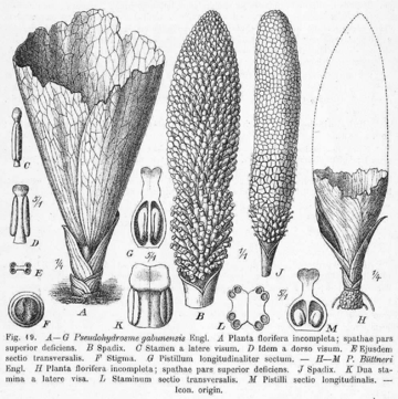 Pseudohydrosme