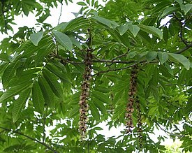 Sumacholistka Lapina (Pterocarya rhoifolia)