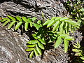 Pterocarya stenoptera - leaves.JPG