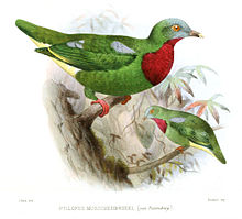 Raudbrystfruktdue, Ptilinopus viridis, Illustrasjon av Joseph Smit, 1876, Public domain