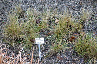 <i>Puccinellia festuciformis</i> Species of grass