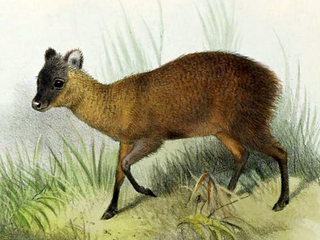 Northern pudu Species of small South American deer