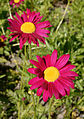 * Nomination: Painted Daisy (Tanacetum coccineum). --kallerna 14:49, 9 July 2010 (UTC) * Review  Comment Somewhat overexposed IMO, not geocoded --Llez 15:33, 10 July 2010 (UTC)