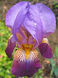 Thumbnail for Iris subg. Iris