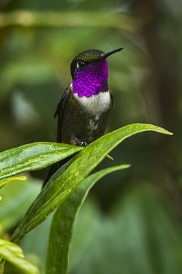 Purple-throated Star Hummingbird ♂