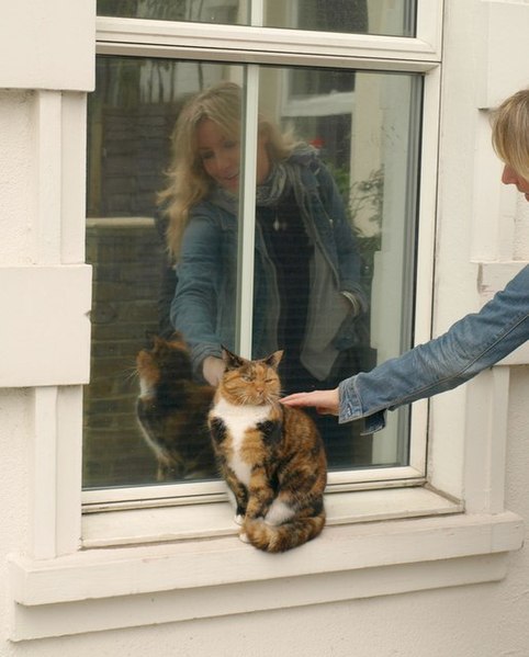 File:Putney cat - geograph.org.uk - 1706321.jpg