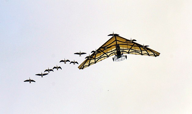 Ultralight, trike accompanied by Hawaiian goose, flying over Le Puy du Fou accompanied by Hawaiian goose, flying over Le Puy du Fou.-(France)