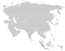 Pycnonotus bimaculatus הפצה map.png