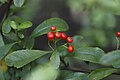 Pyracantha fortuneana 4878.JPG