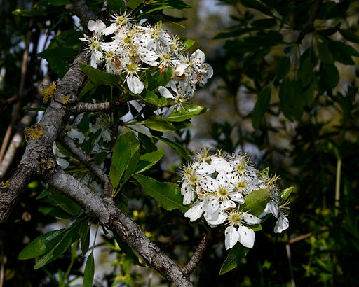 Pyrus syriaca 1