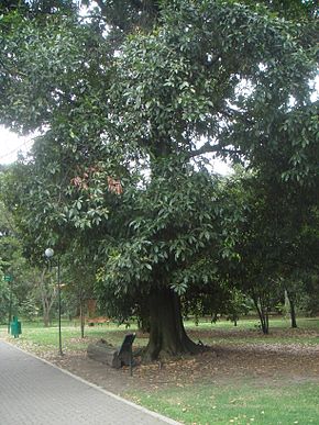 Resmin açıklaması Quercus humboldtii 3.JPG.