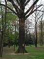 Čeština: Quercus robur v pražských Kobylisích (u Střelničné ulice). English: Quercus robur in Prague, Kobylisy (near Střelničná street).