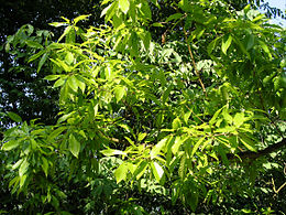 Quercus variabilis JPG1b.JPG