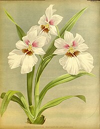 plate 412 Miltonia × Bleuana Miltoniopsis cultivars