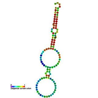 <span class="mw-page-title-main">Y RNA</span>