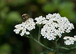 Yarrow flowers