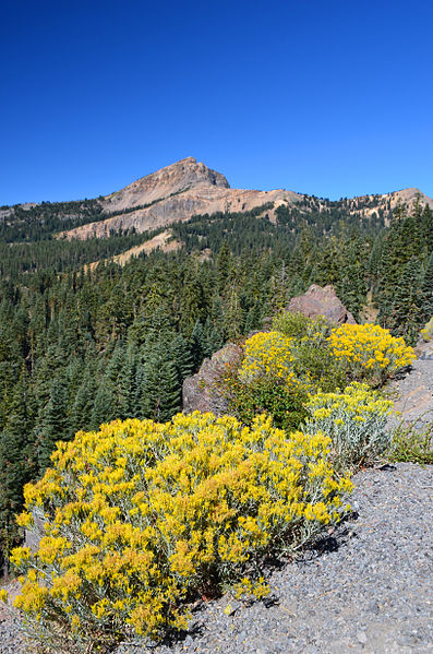 File:Rabbitbrush and Brokeoff (9685412847).jpg