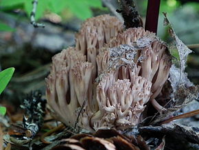 Описание картинки Ramaria rubripermanens 155665.jpg.