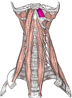 Rectus capitis anterior muscle