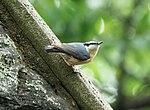 Thumbnail for File:Red-breasted nuthatch in CP (43057).jpg