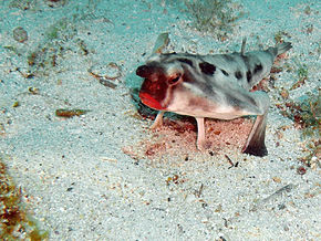Descrição da imagem Red-lipped Bat fish.jpg.