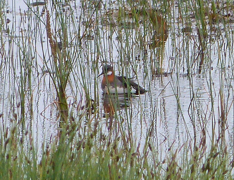 File:Red-necked Phalarope (record shot) - Flickr - S. Rae.jpg