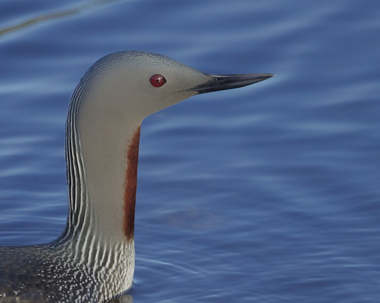 File:Red-throated Loon or Red-throated Diver (Gavia stellata) (9707717416).jpg