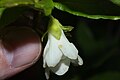 Rhododendron albiflorum