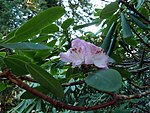 Rododendron vernicosum.jpg