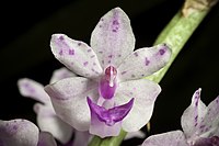 Rhynchostylis retusa Type species