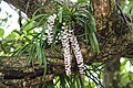 Rhynchostylis retusa