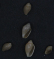 cropped image of Rivomarginella electrum