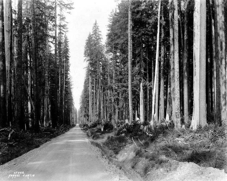 File:Road through the Olympic Peninsula, Washington, ca 1924 (WASTATE 681).jpg