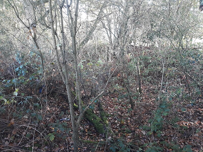 File:Roman earthwork defences, Silchester 01.jpg