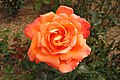 * Nomination Rosa 'Voodoo' --Captain-tucker 09:56, 17 June 2016 (UTC) * Promotion Good quality. --Poco a poco 11:45, 17 June 2016 (UTC)