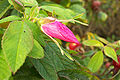 Knospe der Kartoffelrose (Rosa rugosa)