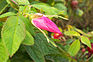 Knospe der Kartoffelrose (rosa rugosa)