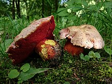 Rubroboletus rhodoxanthus (578794).jpg