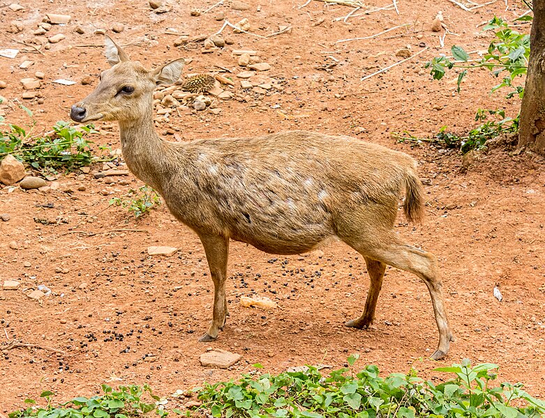 File:Rusa timorensis at Mangunan Orchard, Dlingo, Bantul, Yogyakarta 01.jpg