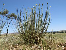 Rutidosis leptorrhynhoides plant9 QNR - Flickr - Macleay Grass Man.jpg