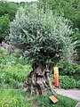 Old olive tree in Trauttmansdorff Castle Gardens