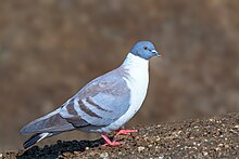 Snow Pigeon in Sela,Arunachal Pradesh SNOW-PIGEON-SELA.jpg