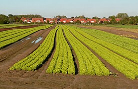 16.2.18 Salatanpflanzung